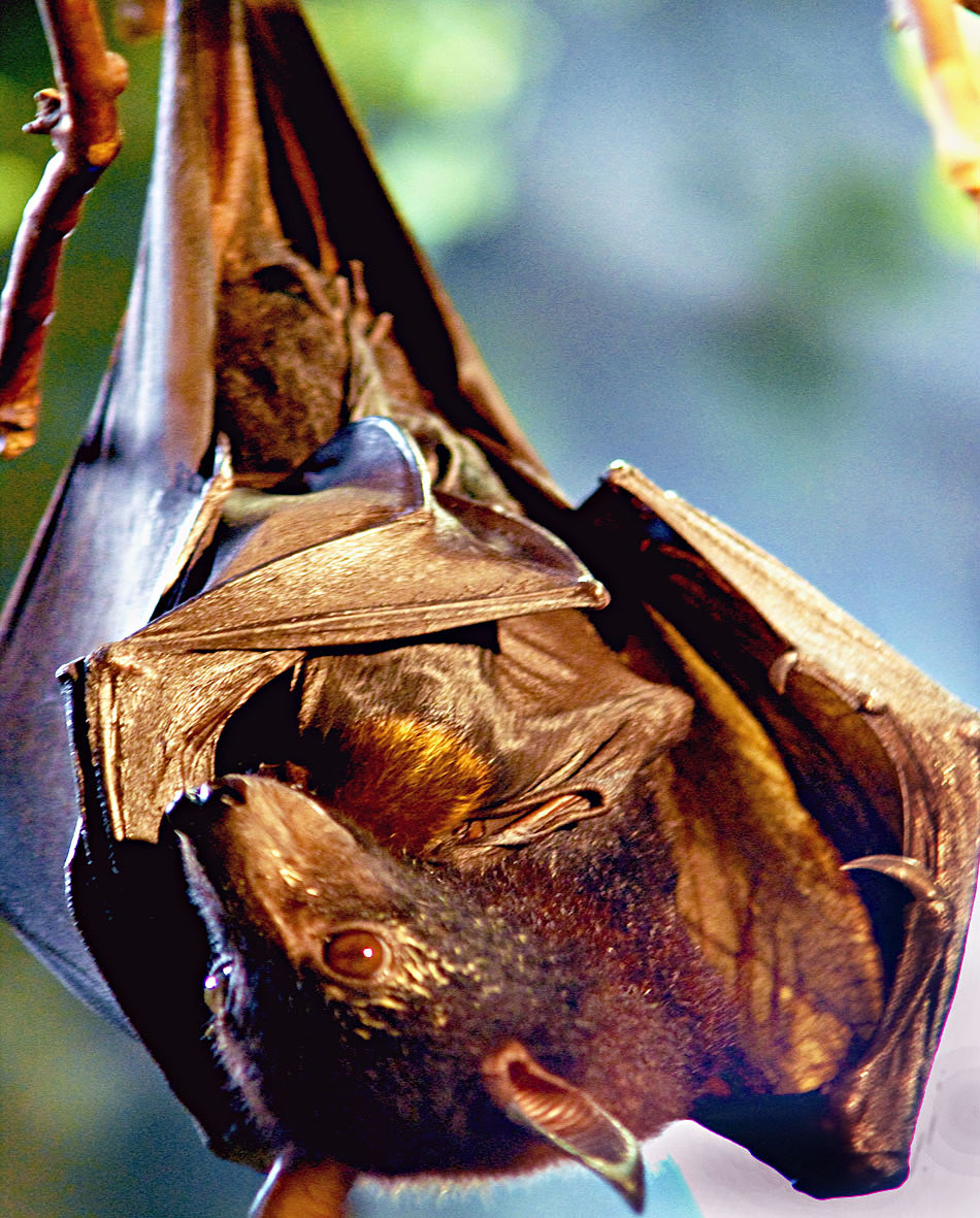 Filhote de morcego é amamentado pela mãe no Aquário de São Paulo. Divulgação