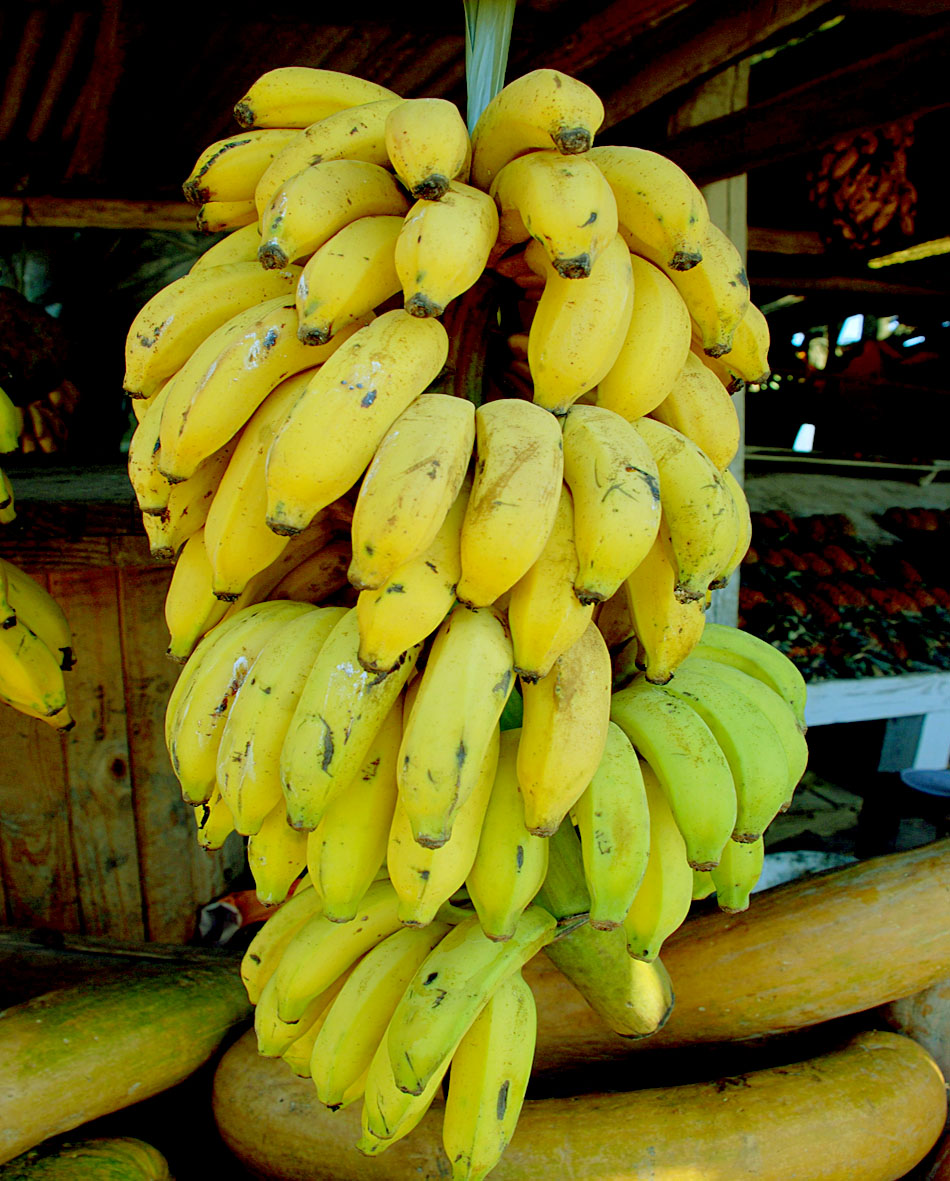 Proteína presente na banana pode ajudar a impedir o avanço do HIV no sangue. static.panoramio.com