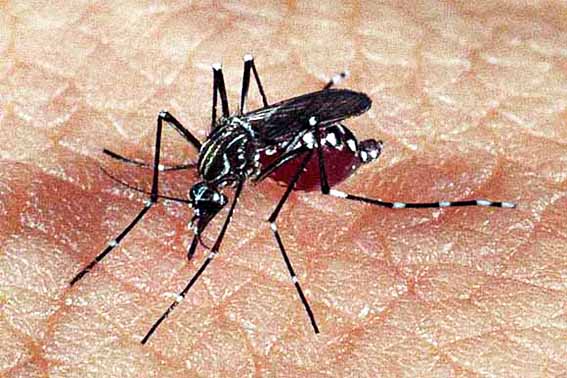 FOTO – Estados do Norte como Acre e Rondônia registram alta incidência de dengue. fiocruz.br