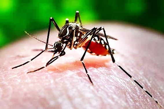 Casos de dengue aumentaram no Brasil em 2010