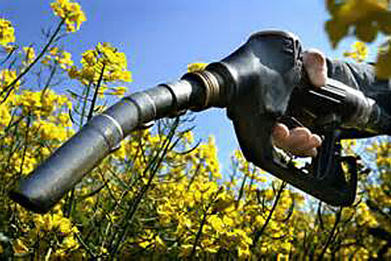 Biocombustíveis são tema de pesquisas apresentadas na Fapesp London Week. Foto: Divulgação
