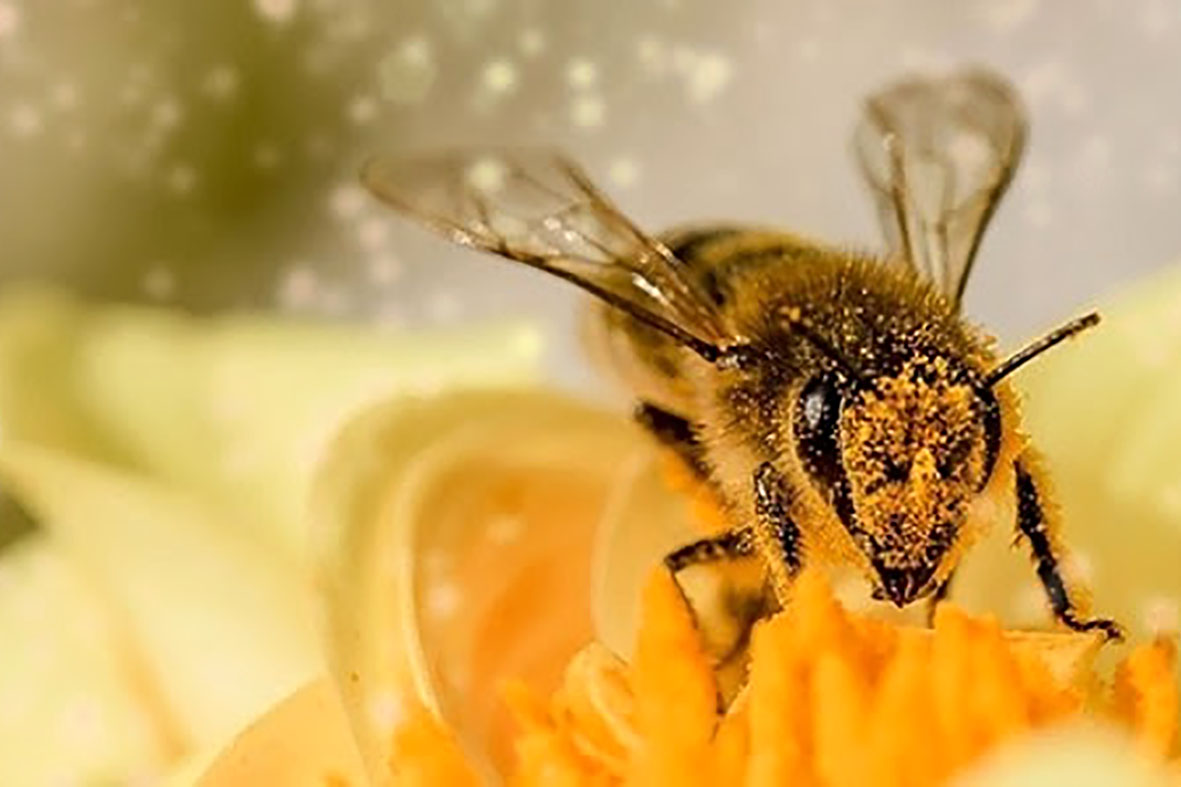Novo estudo realizado por biólogos brasileiros sugere que o efeito dos agrotóxicos sobre as abelhas pode ser maior do que se imagina. Foto: Fapesp