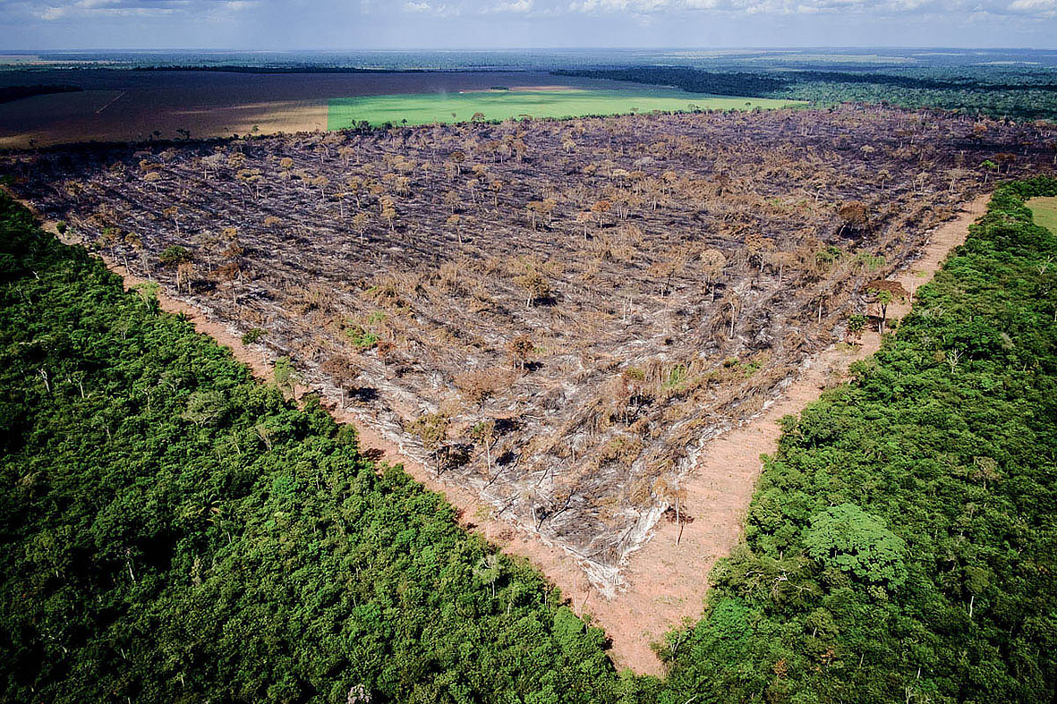 Desmatamento ilegal na Amazônia: 160 hectares em área de Reserva Legal em Tapurah (MT). Foto: Mayke Toscano/Gcom-MT