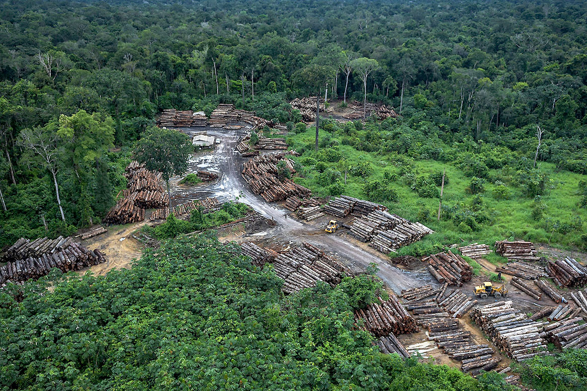 Desmatamento da Floresta Amazônica é de responsabilidade do governo, diz ONG.